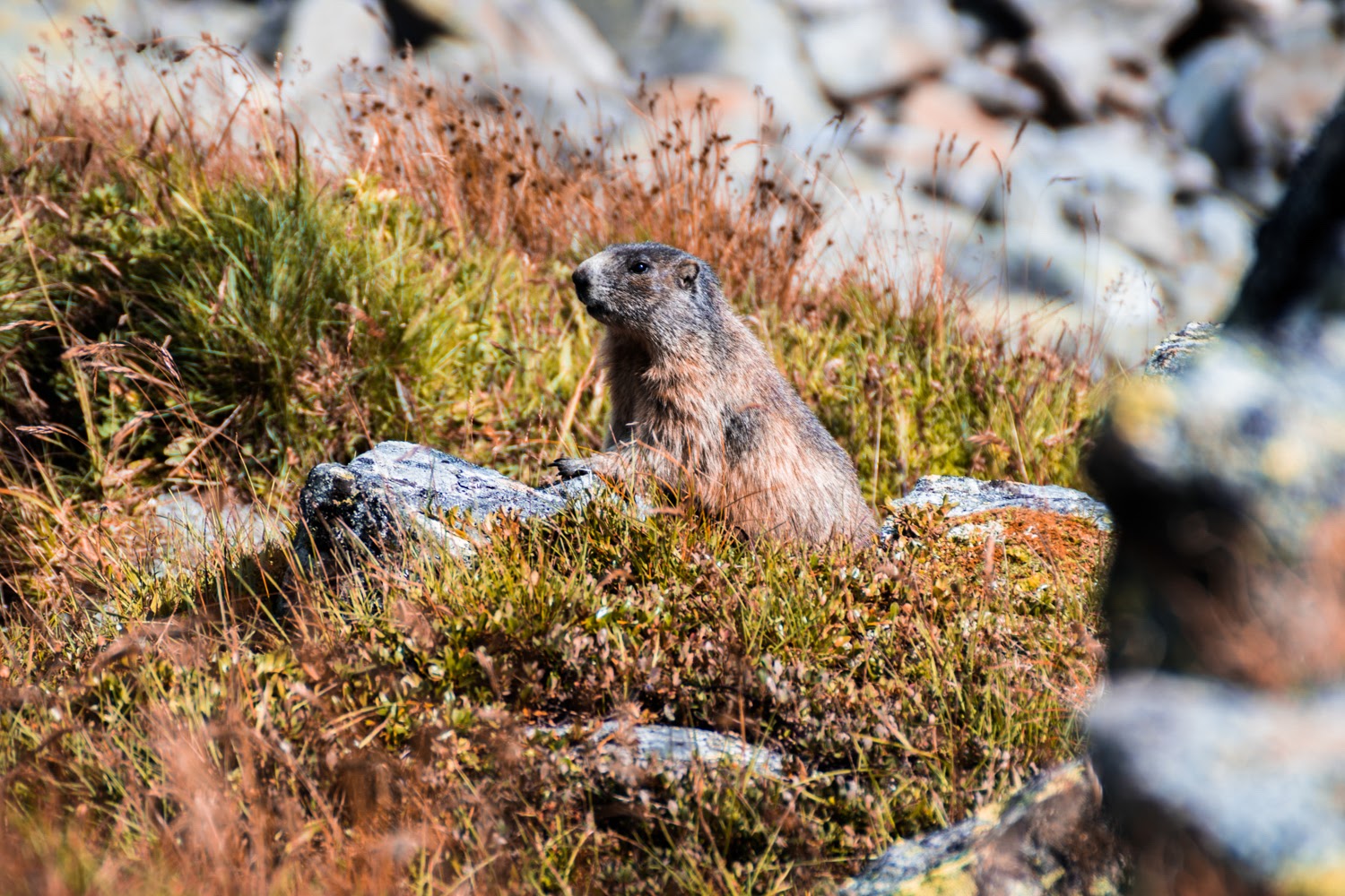 Marmotta